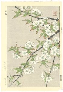 Kawarazaki Shodo / wild cherry blossoms