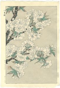 Kawarazaki Shodo / double cherry blossom