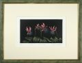 Dogtooth violet