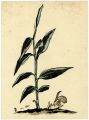 茗荷