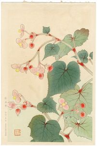 Fukuda Suiko / 秋海棠