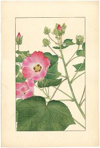 杉浦非水「芙蓉」