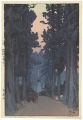 Cryptomeria Avenue
