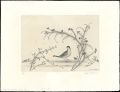 Oiseau dans un champ