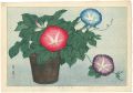 Morning Glories