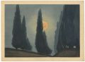 Cypress trees at dawn