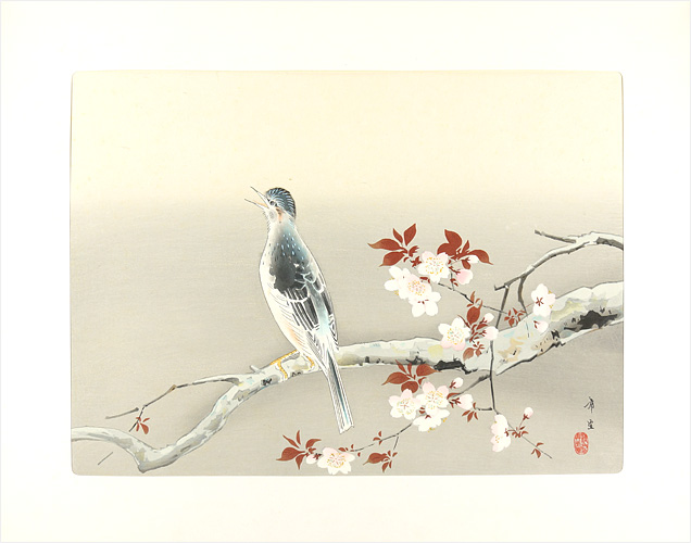Kodama Kibou “Spring sunny”