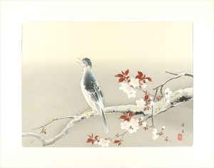 Kodama Kibou / Spring sunny