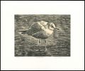 Hooded gull・winter plumage