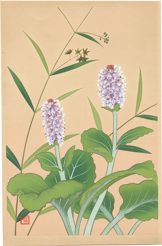 Inoue Masaharu “Japanese Alpine Plants / Cynanchum Paniculatum and Lagotis Glauca”