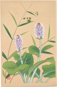 Inoue Masaharu / Japanese Alpine Plants / Cynanchum Paniculatum and Lagotis Glauca