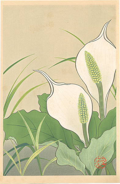 Inoue Masaharu “Japanese Alpine Plants / Lysichiton Camtschatcense”