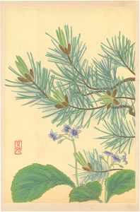 Inoue Masaharu / Japanese Alpine Plants / Conandron Ramondioides and Dwarf Stone Pine