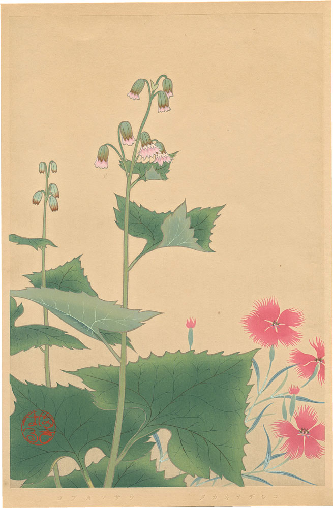 Inoue Masaharu “Japanese Alpine Plants / Dianthus Superbus var. Speciosus and Parasenecio Hastatus”