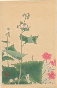 Inoue Masaharu / Japanese Alpine Plants / Dianthus Superbus var. Speciosus and Parasenecio Hastatus