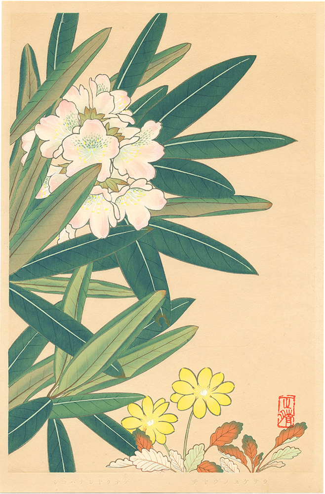 Inoue Masaharu “Japanese Alpine Plants / Rhododendron Branchycarpum var. Roseum and Dryas Octopetala var. Asiatica”