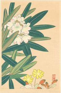 Inoue Masaharu / Japanese Alpine Plants / Rhododendron Branchycarpum var. Roseum and Dryas Octopetala var. Asiatica
