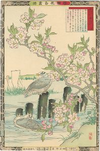 楳嶺花鳥画譜　桜と鴎