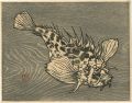 Scorpion fish