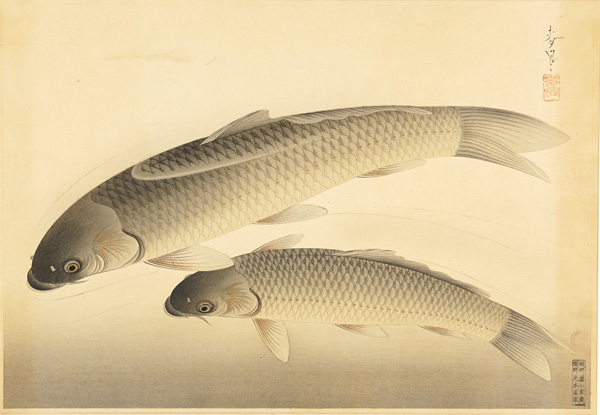 大野麥風「大日本魚類画集　真鯉」