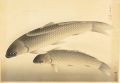 Fish of Japan / The Magoi (Bla......