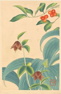 Inoue Masaharu / Japanese Alpine Plants / Lonicera Vidalii, Veratrum Stamineum and Fritillaria Camschatcensis