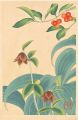 Japanese Alpine Plants / Lonic......