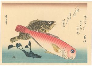 広重初代「魚づくし　あまだい・藻魚にわさび【復刻版】」