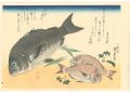 A Series of Fish Subjects / Bl......