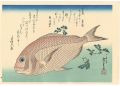 A Series of Fish Subjects / Se......