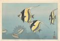 Hawaiian Fishes B