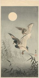 Tsuchiya Koitsu / Wild Duck