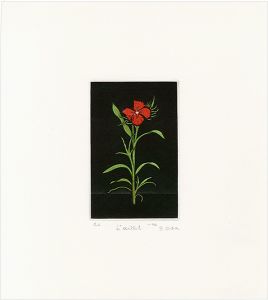 Oda Shigeru / L' Oeillet