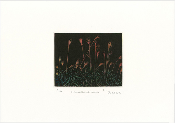 Oda Shigeru “Miscanthus Sinensis”