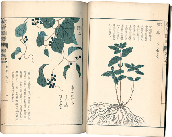 「本草図譜　巻之廿七 蔓草類六」岩崎灌園