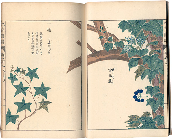 「本草図譜　巻之廿九 蔓草類八」岩崎灌園