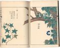 Illustrated Herbal, Manual of ......