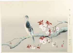 Kodama Kibou / Sunny Spring