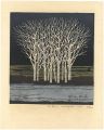 White Woods i.