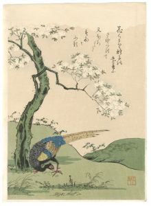 Komatsuya Hyakki / Selected Masterpieces of Ukiyo-e Flowers & Birds / Cherry Blossoms and Pheasant【Reproduction】 [花鳥名作撰 桜に雉子【復刻版】]