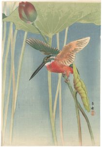 Morita Kako / Kingfisher