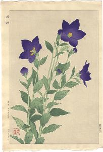 Kawarazaki Shodo / Balloonflower