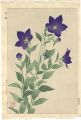 Balloonflower