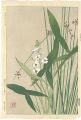 Sagittaria trifolia and Schoen......