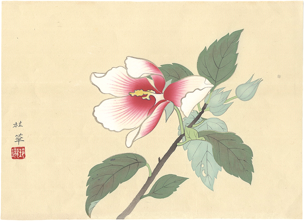 Kanashima Keika “Hibiscus mutabilis”