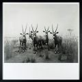 Gemsbok, 1980