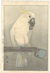 At the Zoological Garden / Sulphur-crested Cockatoo