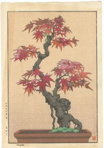 Yoshida Tsukasa / Maple