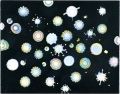 microcosmos