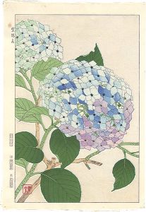 Kawarazaki Shodo / Hydrangea
